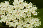 Mapleleaf viburnum